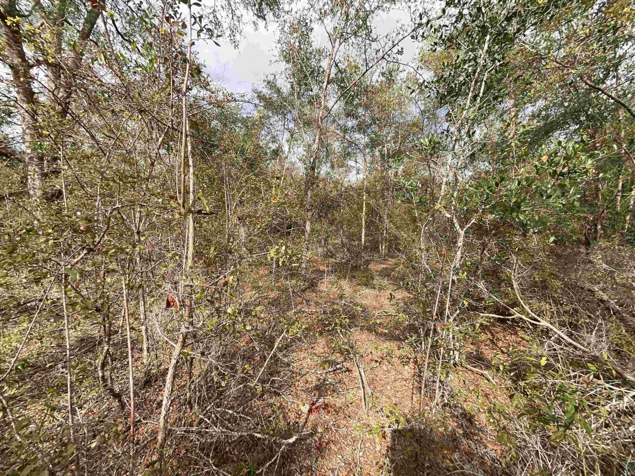 *vacant* SE River Road, Lee, FL 32059 Photo