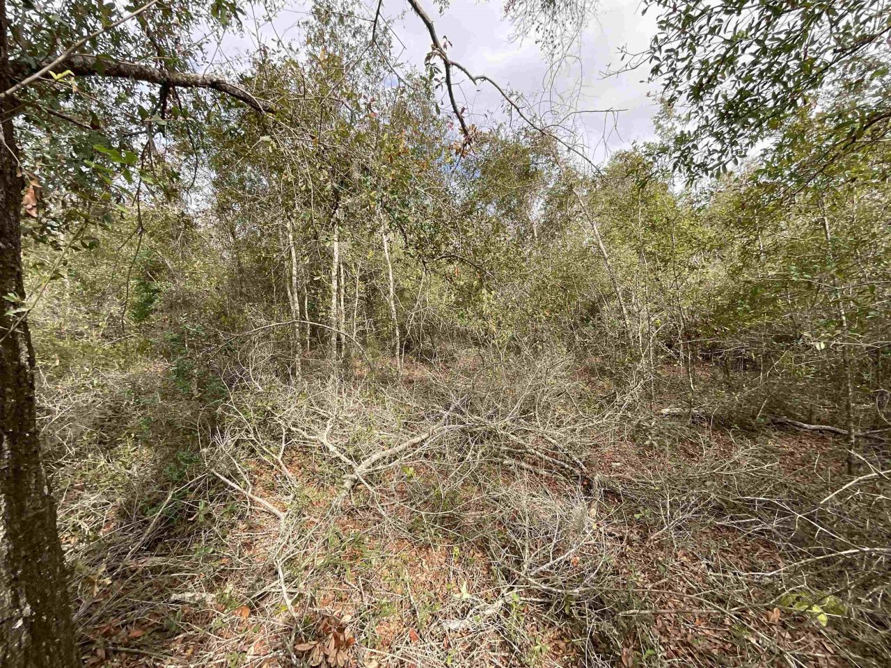 *vacant* SE River Road, Lee, FL 32059 Photo
