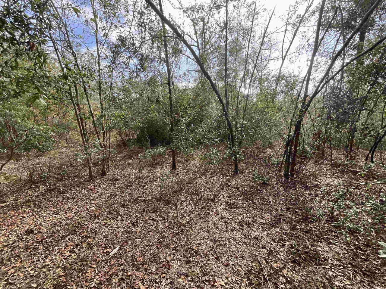 *vacant* SE River Road, Lee, FL 32059 Photo