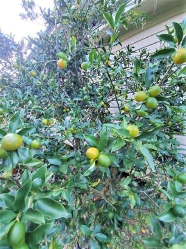 12610 NW Virginia G. Weaver Street, Bristol, FL 32321 Photo