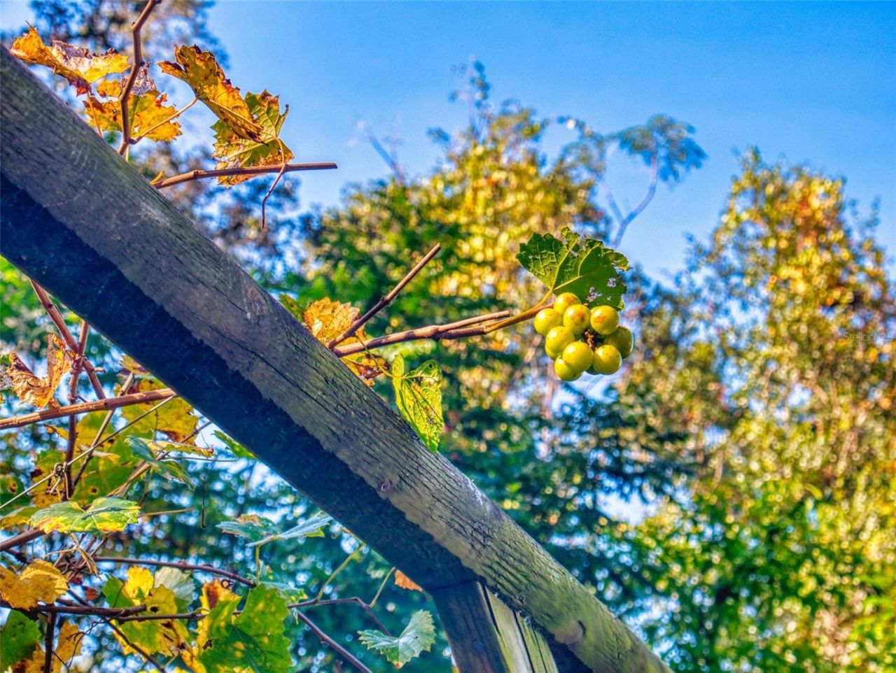 3851 Thistlewood Way, Okahumpka, FL 34762 Photo