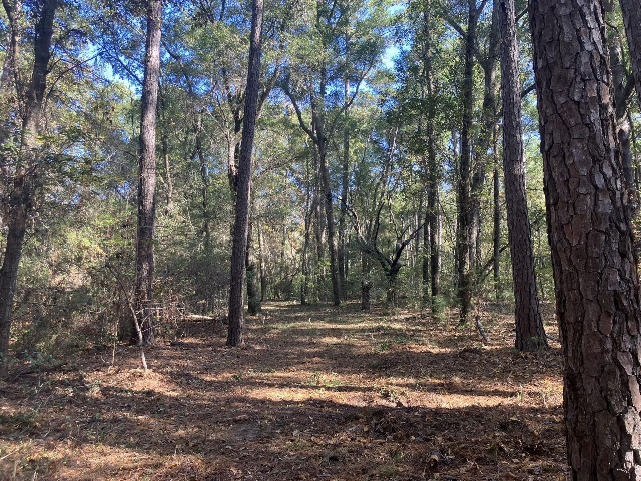 Lot 35 Josie Ridge Photo 10