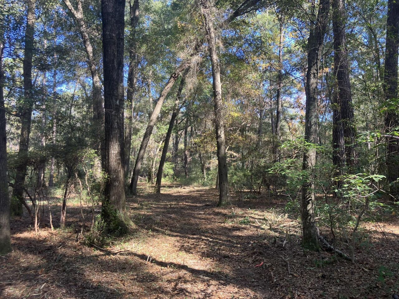 Lot 35 Josie Ridge Photo 12