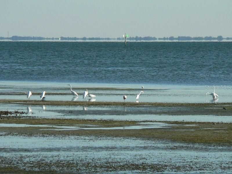 2158 Blossom Way S, Saint Petersburg, FL 33712 Photo