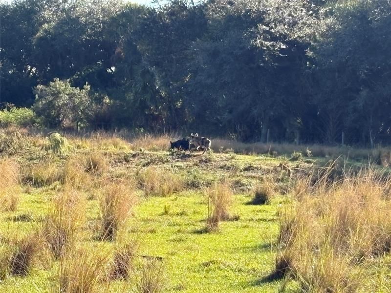 Hwy 441n Hwy 441, Okeechobee, FL 34972 Photo