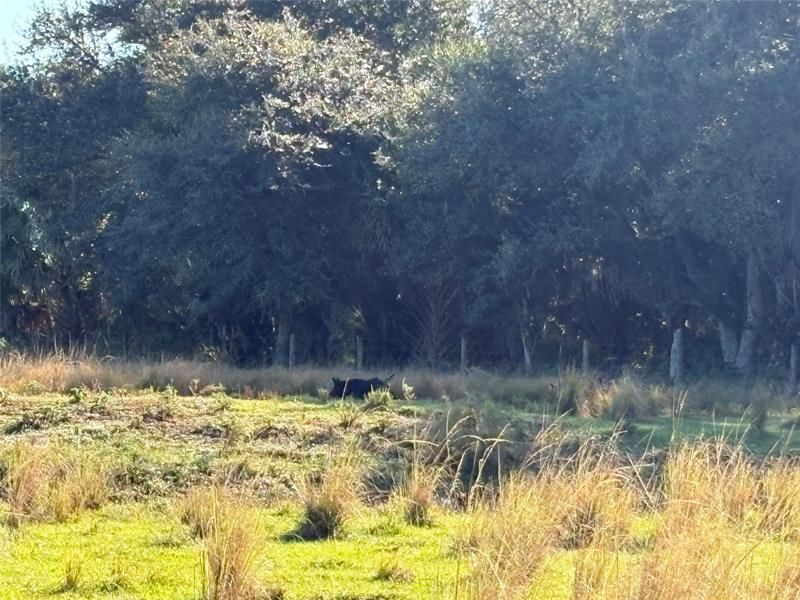 Hwy 441n Hwy 441, Okeechobee, FL 34972 Photo