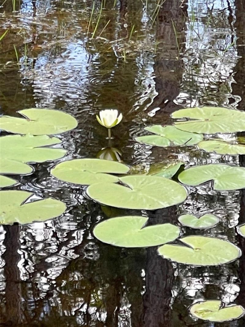 6100 Winning Wood Trail, De Leon Springs, FL 32130 Photo