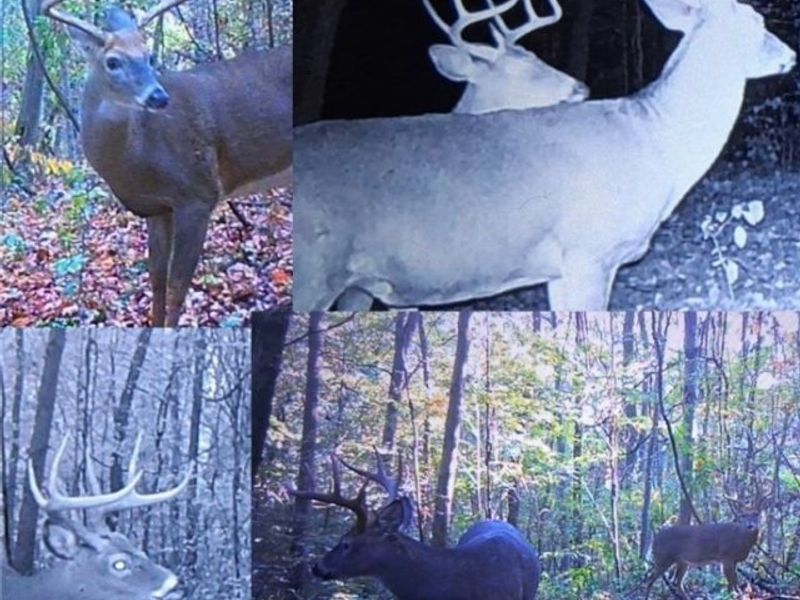 0 Homestead, New Concord, OH 43762 Photo 17