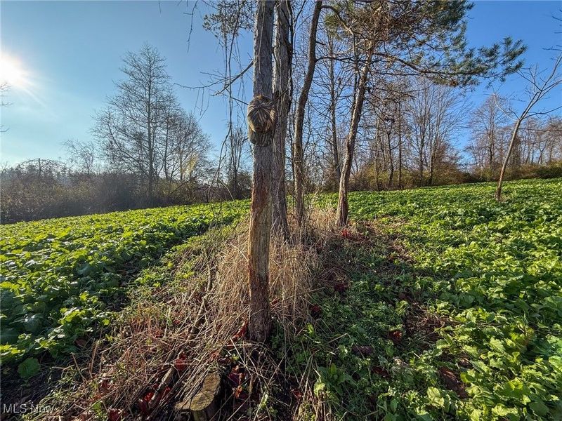 0 Homestead, New Concord, OH 43762 Photo 19