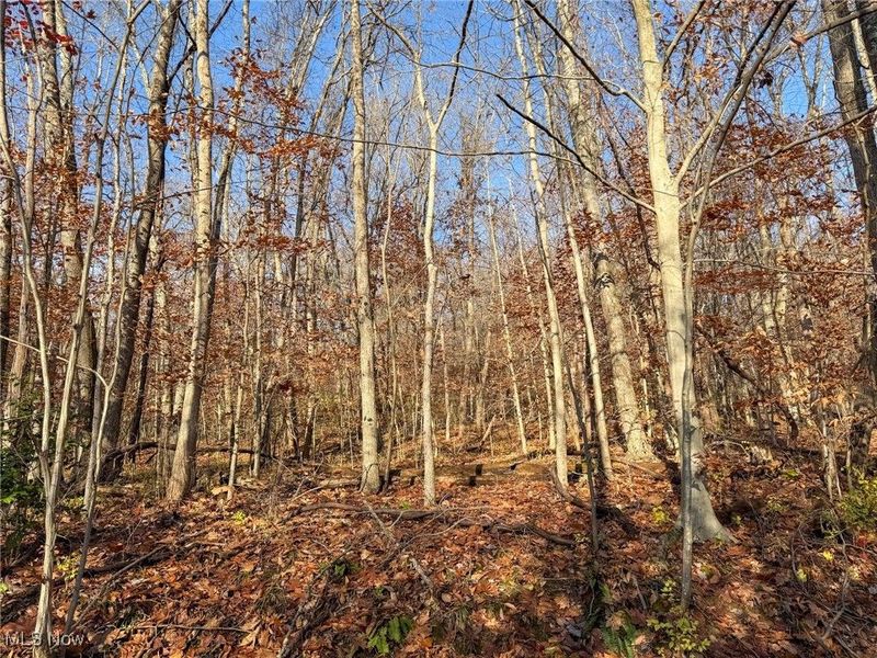 0 Homestead, New Concord, OH 43762 Photo 23