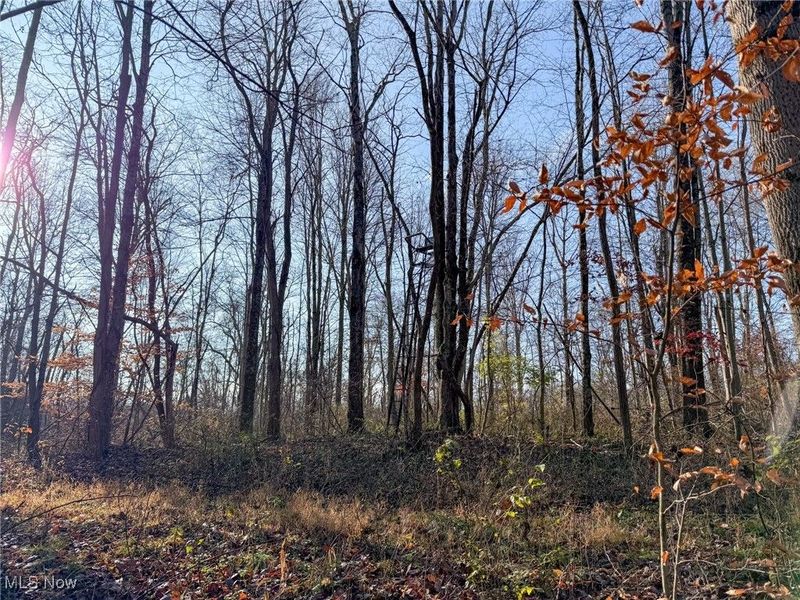 0 Homestead, New Concord, OH 43762 Photo 29