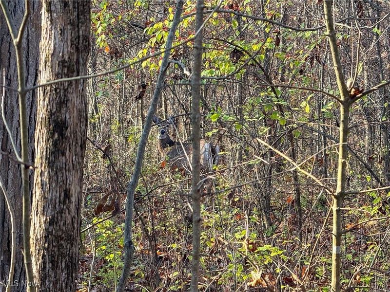 0 Homestead, New Concord, OH 43762 Photo 32