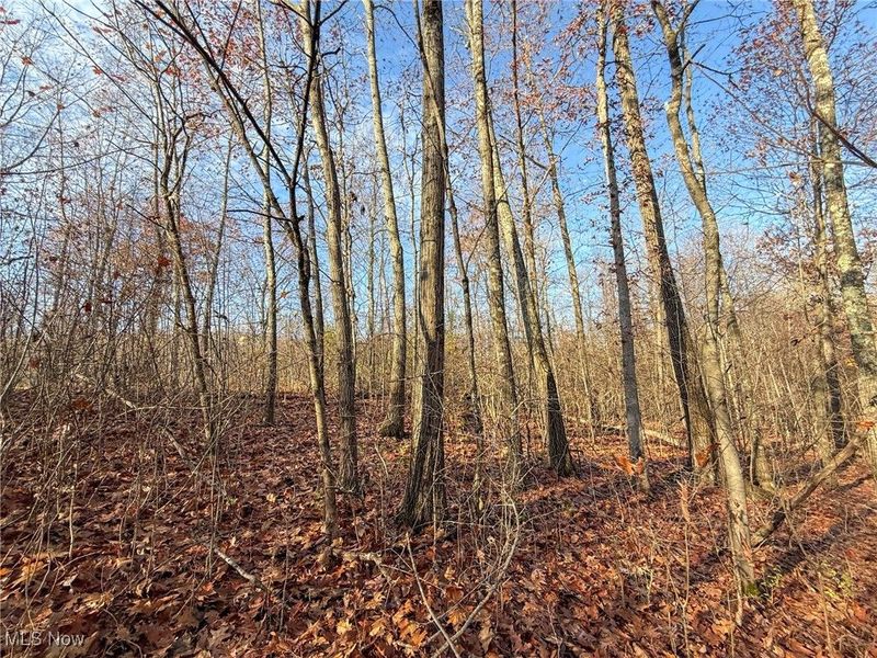 0 Homestead, New Concord, OH 43762 Photo 36