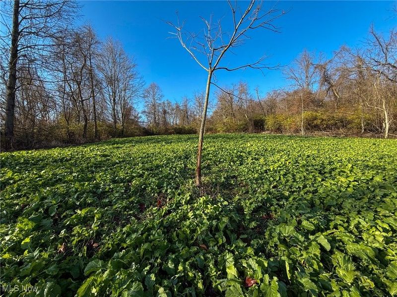 0 Homestead, New Concord, OH 43762 Photo 41