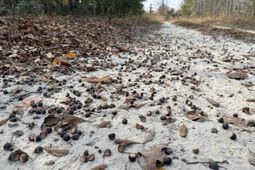 3391 Davis Bridge Road photo 4