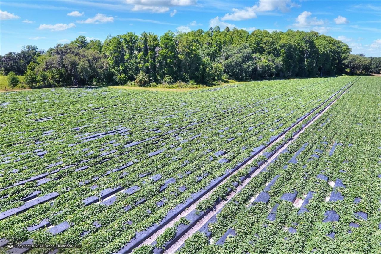 5625 Stafford Road, Plant City, FL 33565 Photo