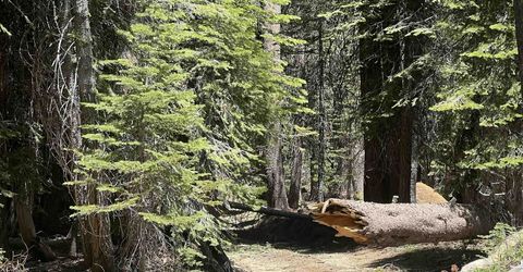 51460 Red Fir Drive, Soda Springs, CA 95728 Photo