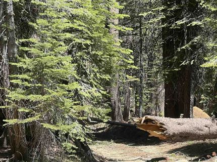 51460 Red Fir Drive, Soda Springs, CA 95728 Photo