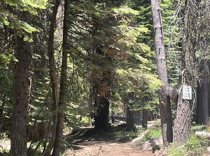 51460 Red Fir Drive, Soda Springs, CA 95728 Photo