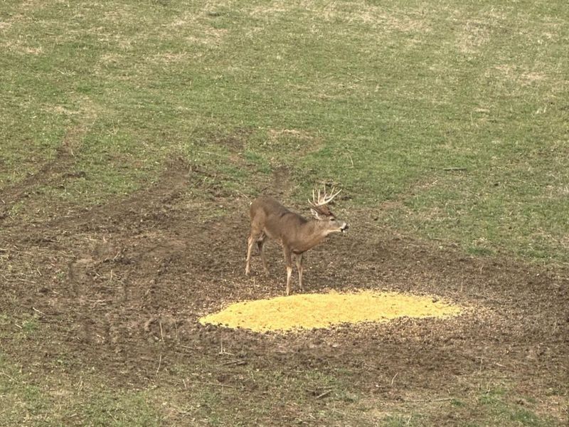 153 County Road 3 , Rayland, OH 43943 Photo 25