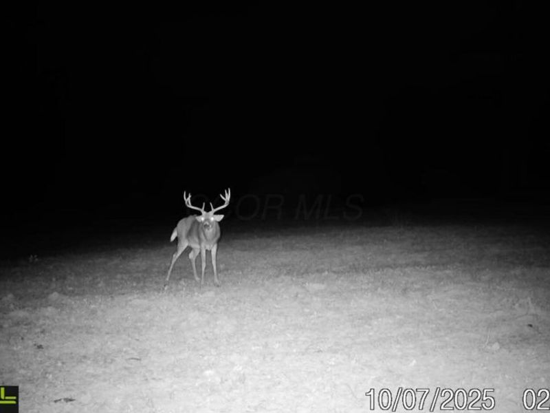 153 County Road 3 , Rayland, OH 43943 Photo 28