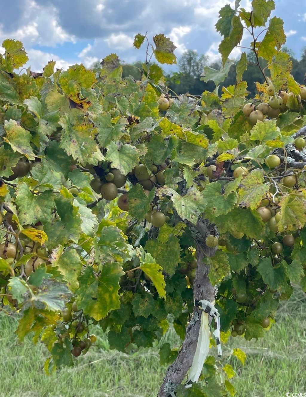 1717 Heritage Rd.  Photo 30