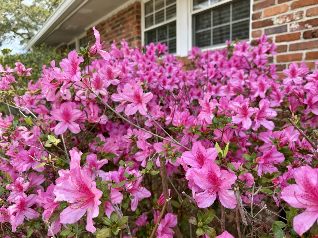 1720 Somerset Circle Photo 10