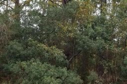 0 Rearden Avenue photo 4