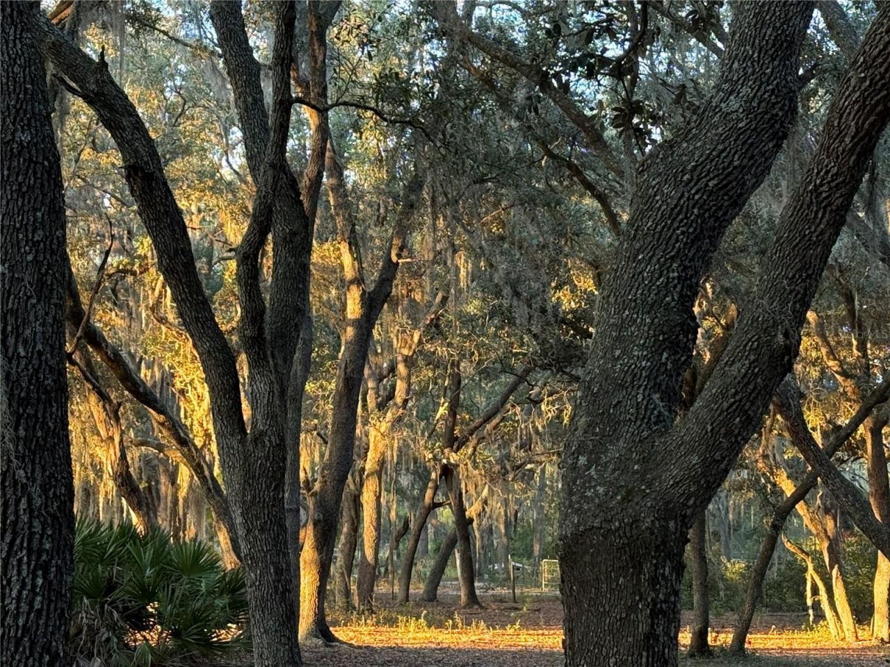 11064 NE 212th Lane, Fort Mc Coy, FL 32134 Photo