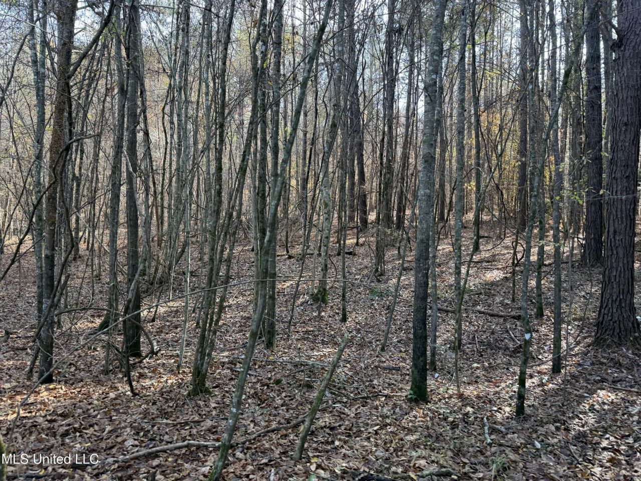 000 Greenland Road, Little Rock, MS 39337 Main Photo