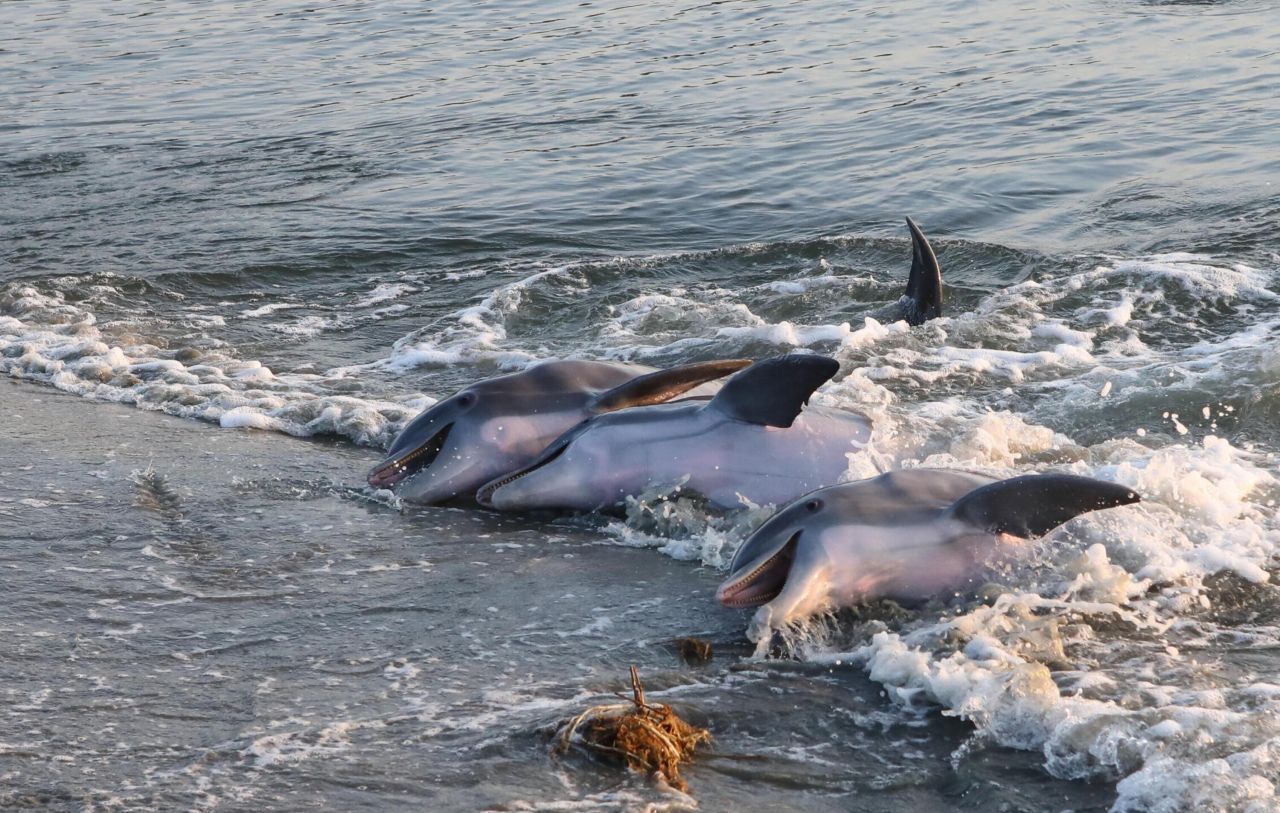 27 Marsh Edge Lane Photo 60