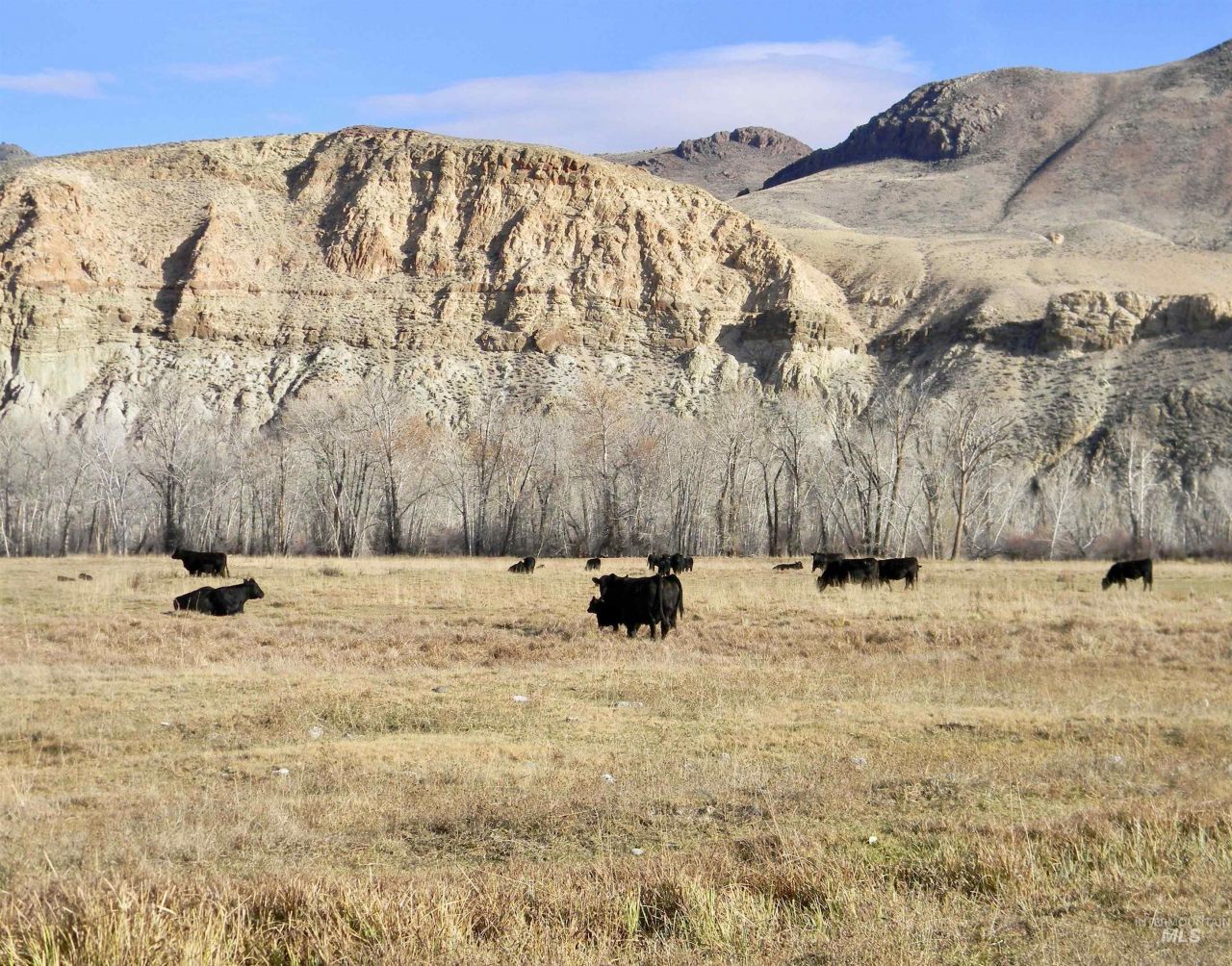 24950 Hwy. 93, Challis, ID 83226 Main Photo