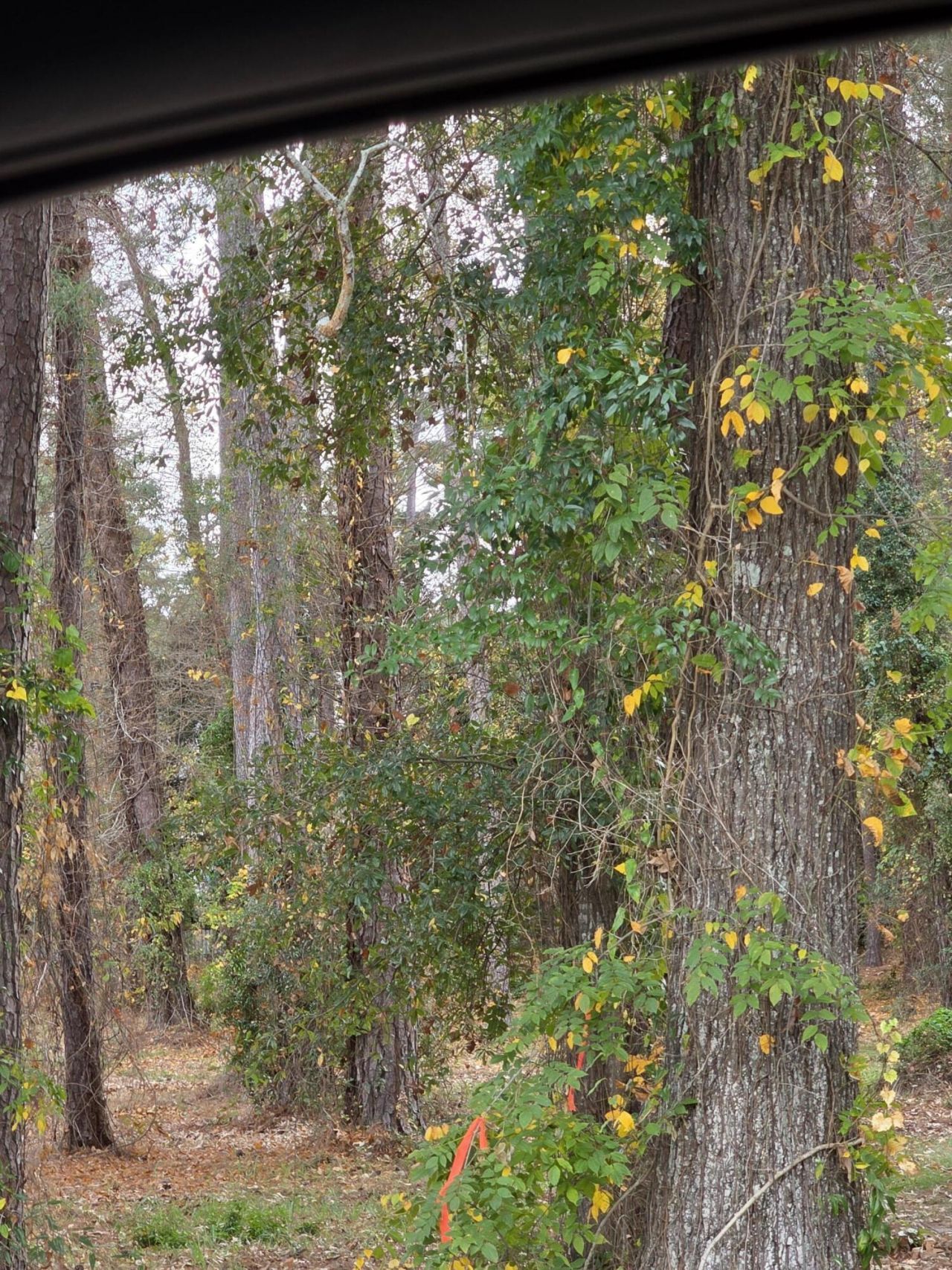 128 Cooper Circle Photo 35