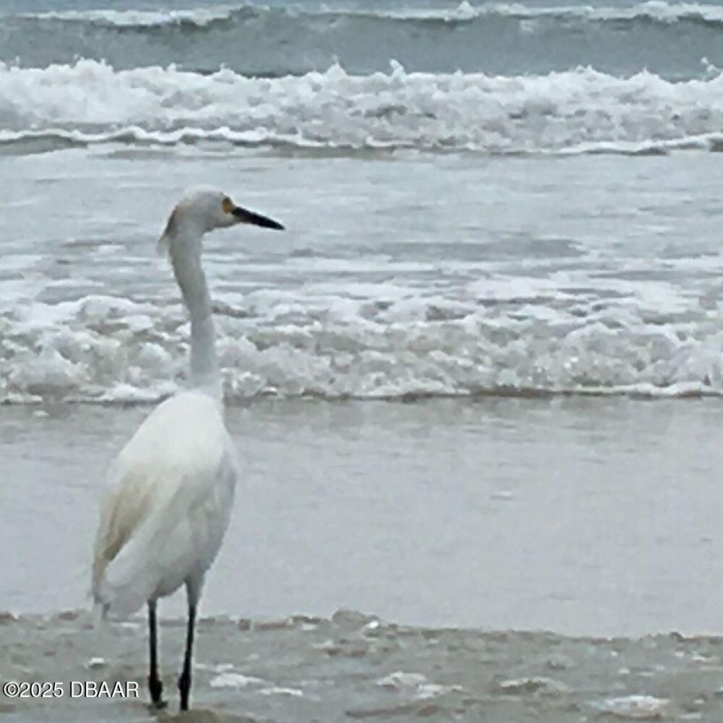 1841 S Ridgewood Avenue, South Daytona, FL 32119 Photo