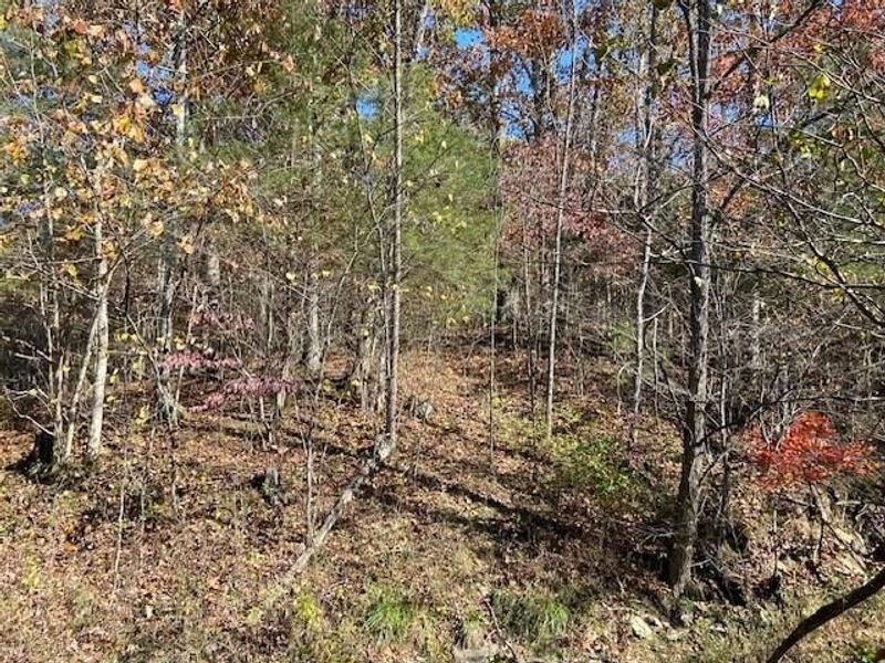 5420 Central Ridge Road, Mount Olivet, KY 41064 Photo 12