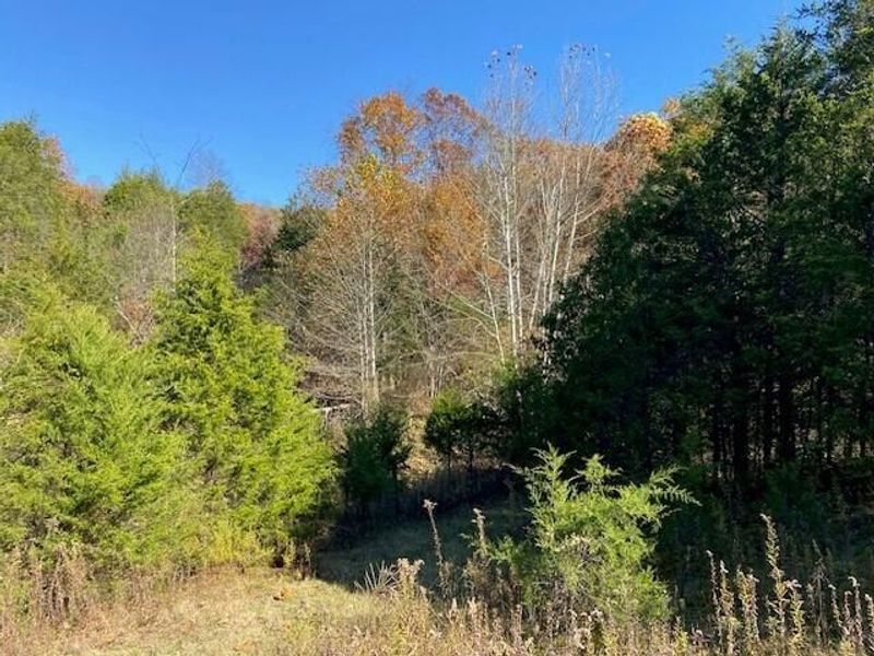 5420 Central Ridge Road, Mount Olivet, KY 41064 Photo 6
