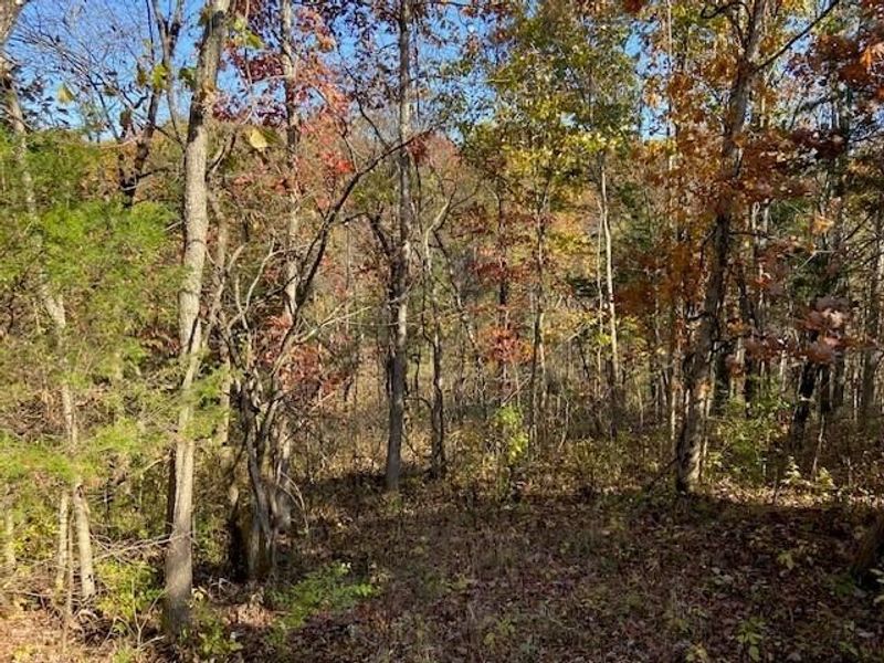 5420 Central Ridge Road, Mount Olivet, KY 41064 Photo 9