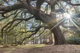 9875 Jamison Road photo 4