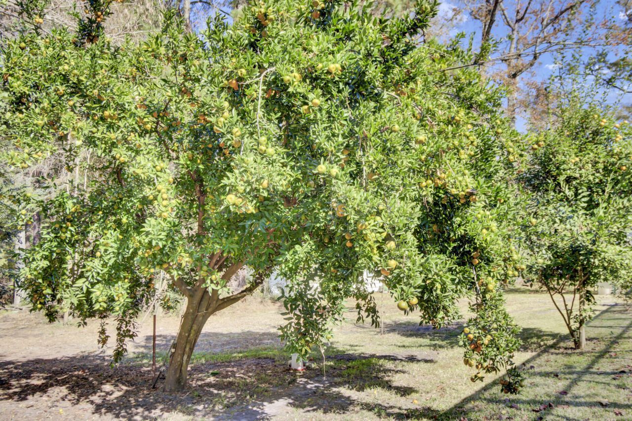 139 Pecan Drive Photo 33