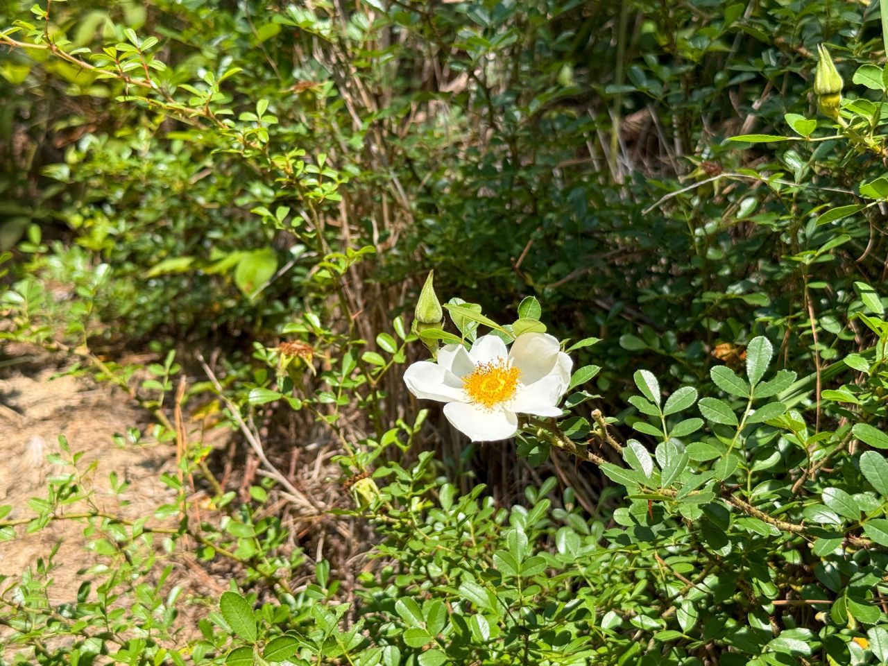 0 Buckhead Road Photo 11