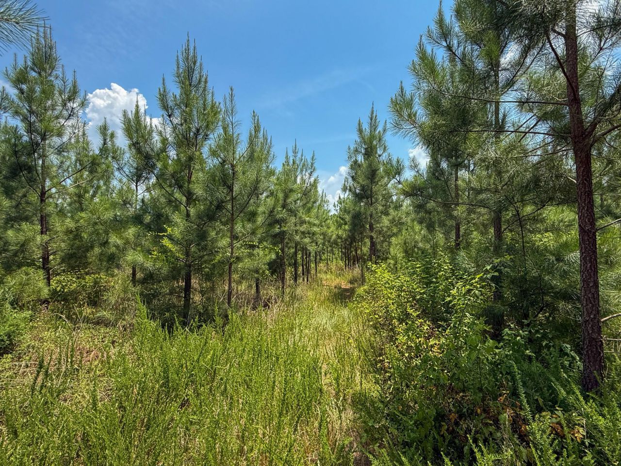 0 Buckhead Road Photo 16