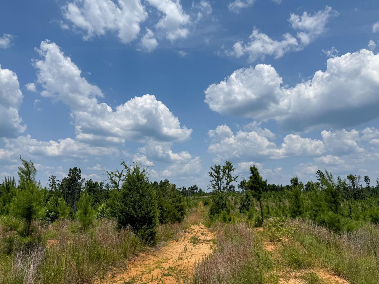 0 Buckhead Road Photo 8