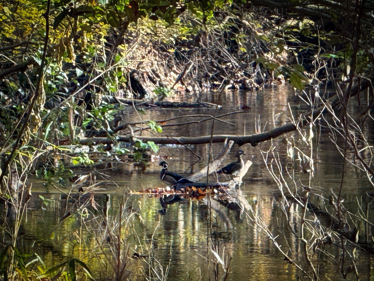 0 Mill Creek Photo 15