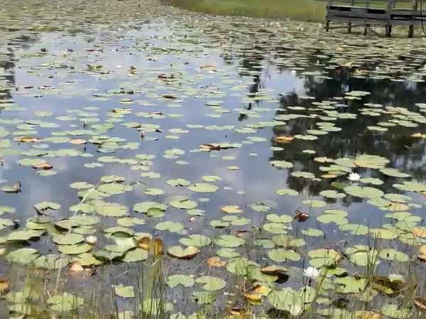 8 APPALOOSA DRIVE Drive, Interlachen, FL 32148