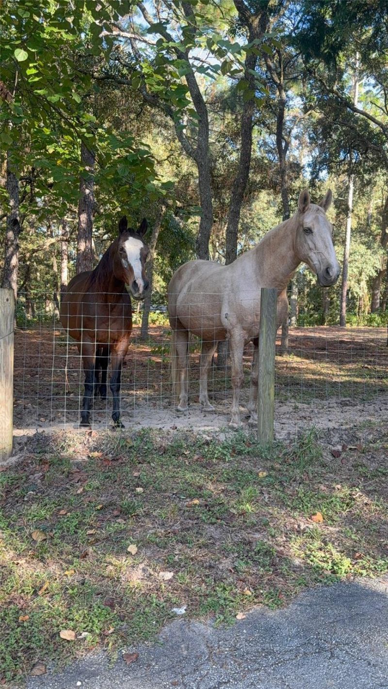 3050 E Possum Court, Inverness, FL 34452 Photo