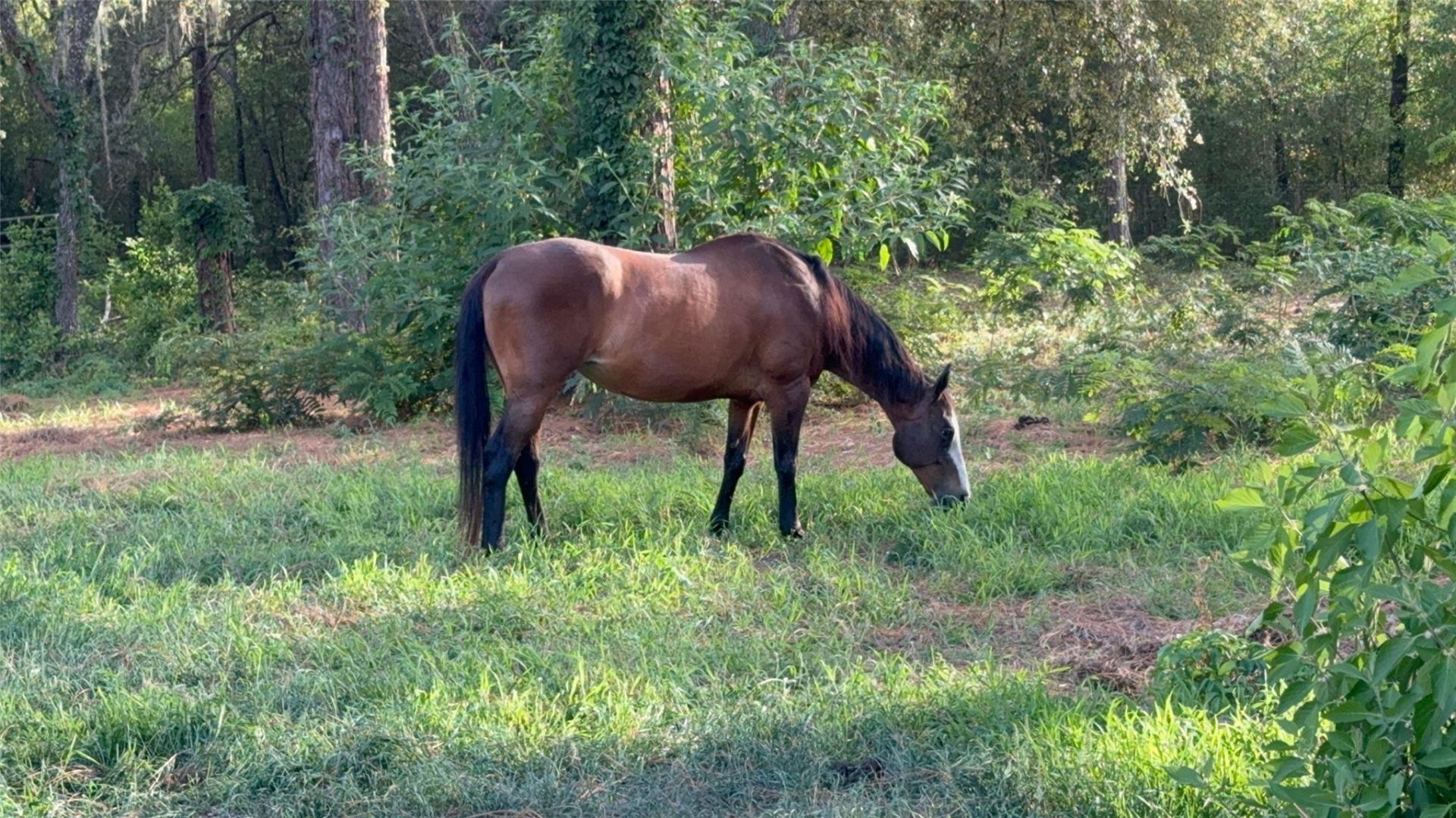 3050 E Possum Ct, Inverness, FL 34452 Photo