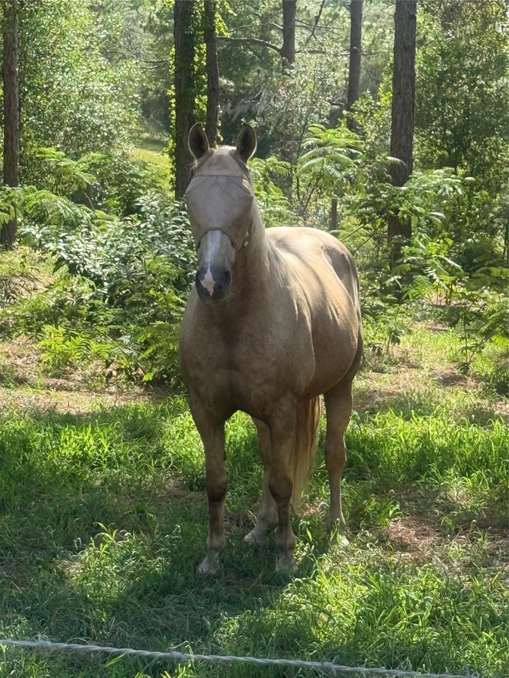3050 E Possum Court, Inverness, FL 34452 Photo