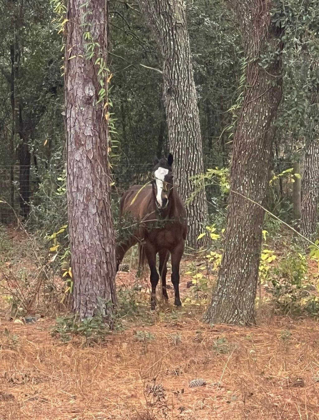 3050 E Possum Court, Inverness, FL 34452 Photo