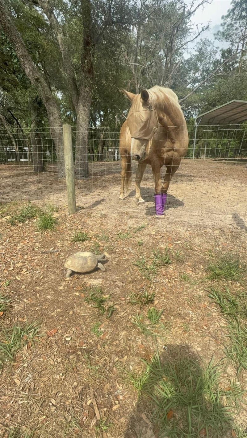 3050 E Possum Court, Inverness, FL 34452 Photo