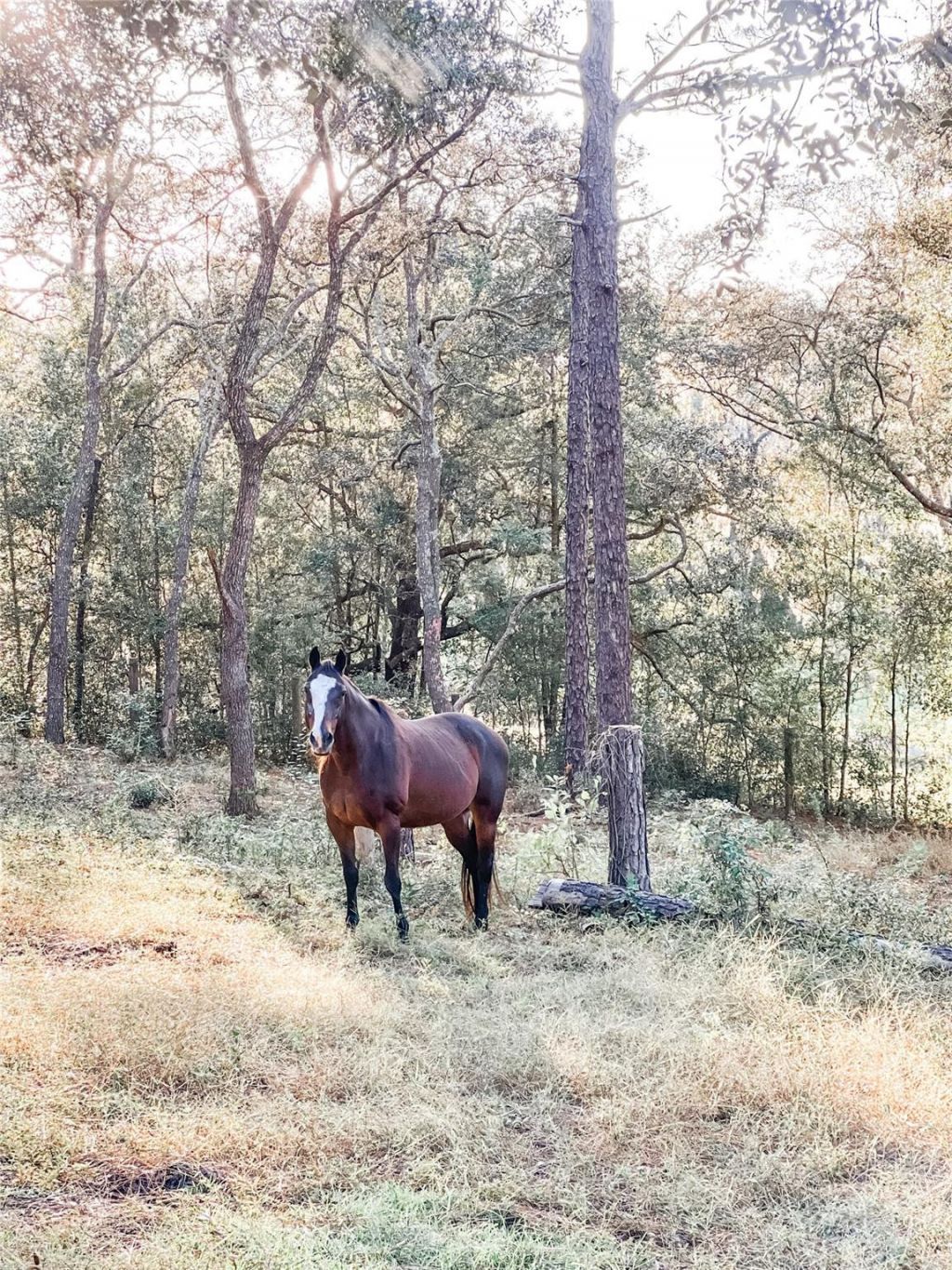 3050 E Possum Court, Inverness, FL 34452 Photo